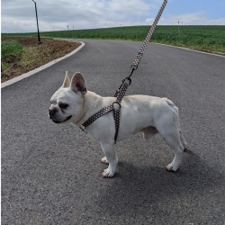 Step in Dog Harness