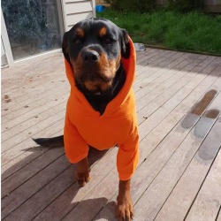 Dog Hoodies