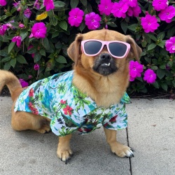 Dog Shirts