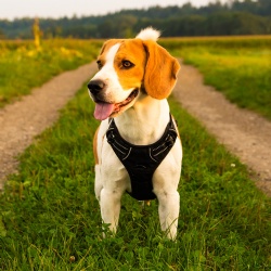 No Pull Dog Harness