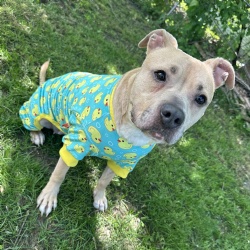Dog Pajamas
