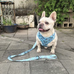 Custom Design Dog Harness